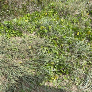 Hydrocotyle bonariensis at Broulee, NSW - 25 Jan 2025 04:07 PM