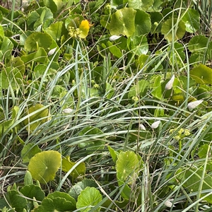 Hydrocotyle bonariensis at Broulee, NSW - 25 Jan 2025 04:07 PM