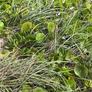 Hydrocotyle bonariensis at Broulee, NSW - 25 Jan 2025 04:07 PM