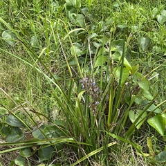 Dianella sp. (Flax Lily) at Broulee, NSW - 25 Jan 2025 by Hejor1