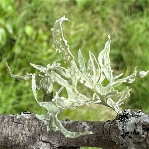 Ramalina sp. at Broulee, NSW by Hejor1