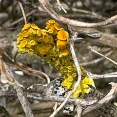 Candelariella sp. at Broulee, NSW - 25 Jan 2025 by Hejor1