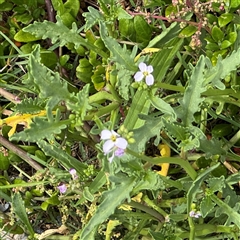 Cakile maritima (Sea Rocket) at Broulee, NSW - 25 Jan 2025 by Hejor1