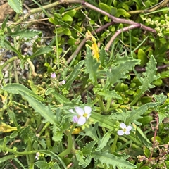 Cakile maritima at Broulee, NSW - 25 Jan 2025 03:39 PM