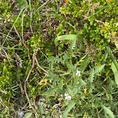 Cakile maritima at Broulee, NSW - 25 Jan 2025 03:39 PM