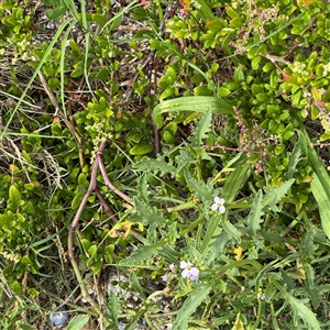 Cakile maritima at Broulee, NSW - 25 Jan 2025 03:39 PM