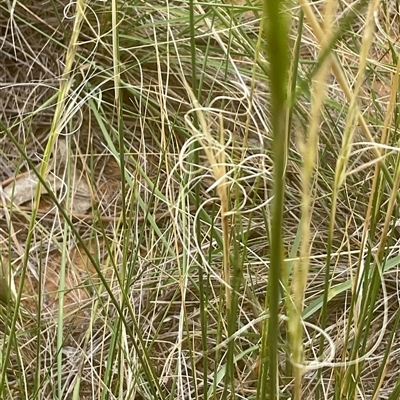 Austrostipa (genus) (A Corkscrew Grass) at Yarralumla, ACT - 26 Jan 2025 by Jennybach