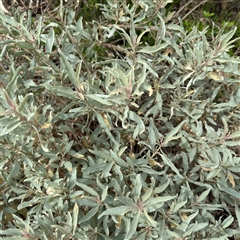 Atriplex cinerea (Grey Saltbush) at Broulee, NSW - 25 Jan 2025 by Hejor1