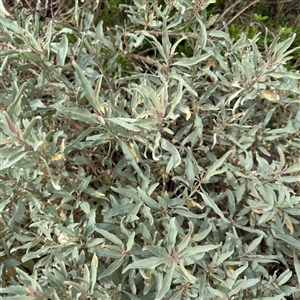 Atriplex cinerea (Grey Saltbush) at Broulee, NSW by Hejor1