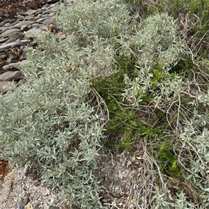 Atriplex cinerea at Broulee, NSW - 25 Jan 2025 03:39 PM