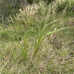 Imperata cylindrica (Blady Grass) at Broulee, NSW - 25 Jan 2025 by Hejor1