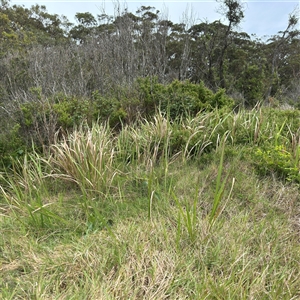 Imperata cylindrica at Broulee, NSW - 25 Jan 2025 03:40 PM