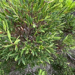 Leucopogon parviflorus (Coast Beard Heath) at Broulee, NSW - 25 Jan 2025 by Hejor1