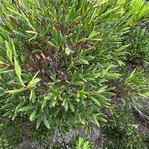 Leucopogon parviflorus at Broulee, NSW - 25 Jan 2025 03:41 PM