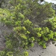 Leucopogon parviflorus at Broulee, NSW - 25 Jan 2025 03:41 PM