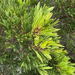 Leucopogon parviflorus at Broulee, NSW - 25 Jan 2025 03:41 PM