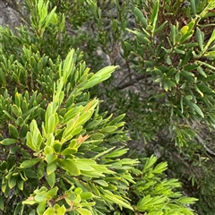 Leucopogon parviflorus at Broulee, NSW - 25 Jan 2025 03:41 PM