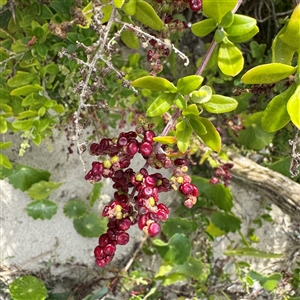 Rhagodia candolleana (Sea-berry Saltbush) at Broulee, NSW by Hejor1