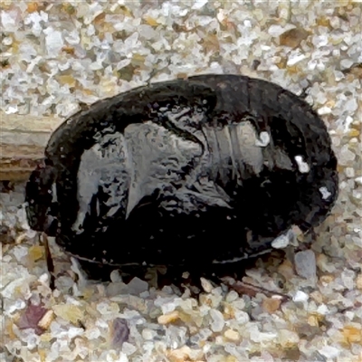 Cydnidae (family) (Burrower bug) at Broulee, NSW - 25 Jan 2025 by Hejor1