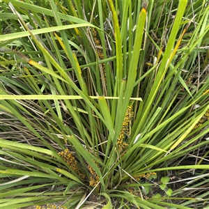 Lomandra longifolia (Spiny-headed Mat-rush, Honey Reed) at Broulee, NSW by Hejor1