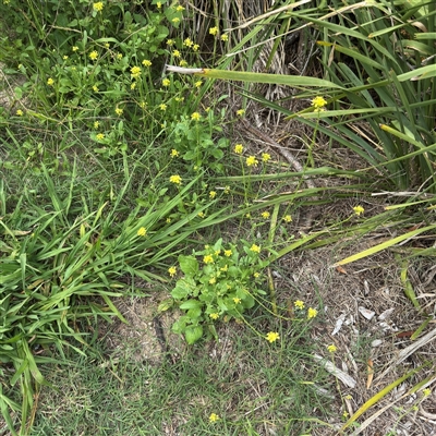 Hirschfeldia incana at Broulee, NSW - 25 Jan 2025 by Hejor1