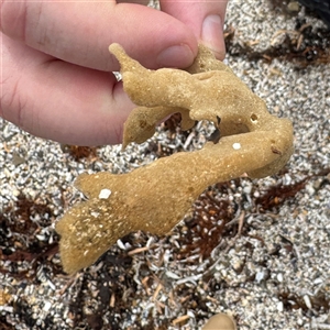 Porifera sp. (Sponges) at Broulee, NSW by Hejor1