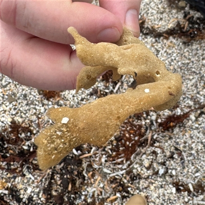 Porifera sp. (Sponges) at Broulee, NSW - 25 Jan 2025 by Hejor1