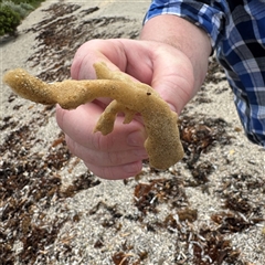 Porifera sp. at Broulee, NSW - 25 Jan 2025 03:41 PM