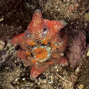 Meridiastra calcar (Eight arm Seastar) at Broulee, NSW by Hejor1