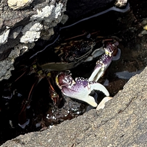 Leptograpsus variegatus (Purple Rock Crab) at Broulee, NSW by Hejor1