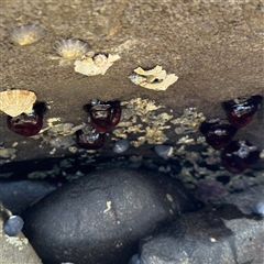 Actinia tenebrosa (Red Waratah Anemone) at Broulee, NSW - 25 Jan 2025 by Hejor1