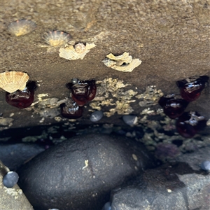 Actinia tenebrosa (Red Waratah Anemone) at Broulee, NSW by Hejor1