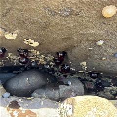 Actinia tenebrosa at Broulee, NSW - 25 Jan 2025 01:42 PM