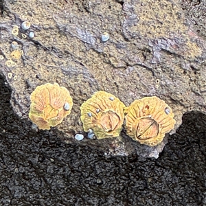 Tesseropora rosea at Broulee, NSW - 25 Jan 2025 02:30 PM