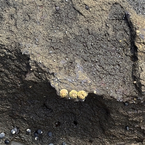 Tesseropora rosea at Broulee, NSW - 25 Jan 2025 02:30 PM