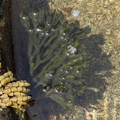 Codium fragile at Broulee, NSW - 25 Jan 2025 by Hejor1