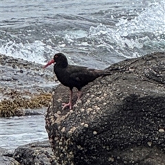 Haematopus fuliginosus (Sooty Oystercatcher) at Broulee, NSW - 25 Jan 2025 by Hejor1