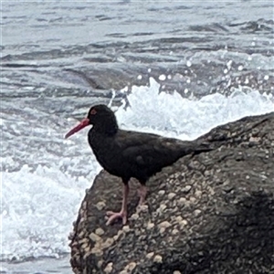 Haematopus fuliginosus at Broulee, NSW - suppressed