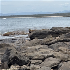 Haematopus fuliginosus at Broulee, NSW - suppressed