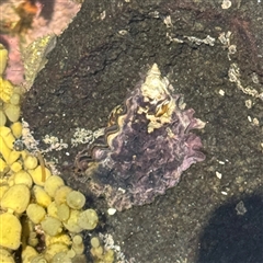 Saccostrea glomerata (Sydney Rock Oyster) at Broulee, NSW - 25 Jan 2025 by Hejor1