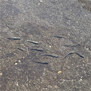 Galaxias maculatus at Broulee, NSW by Hejor1