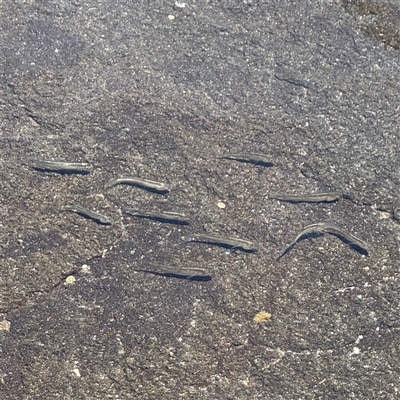 Galaxias maculatus at Broulee, NSW - 25 Jan 2025 by Hejor1