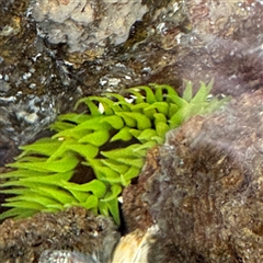 Aulactinia veratra (Anemone) at Broulee, NSW - 25 Jan 2025 by Hejor1