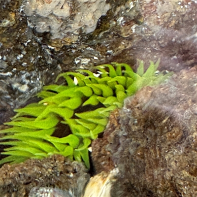 Aulactinia veratra (Anemone) at Broulee, NSW - 25 Jan 2025 by Hejor1