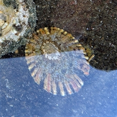 Cellana tramoserica (Commom Limpet) at Broulee, NSW - 25 Jan 2025 by Hejor1