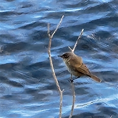 Acrocephalus australis (Australian Reed-Warbler) at Googong, NSW - 26 Jan 2025 by NathanaelC