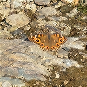 Junonia villida (Meadow Argus) at Googong, NSW by NathanaelC