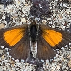 Lucia limbaria (Chequered Copper) at Melba, ACT - 26 Jan 2025 by kasiaaus
