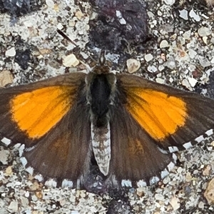 Lucia limbaria (Chequered Copper) at Melba, ACT by kasiaaus