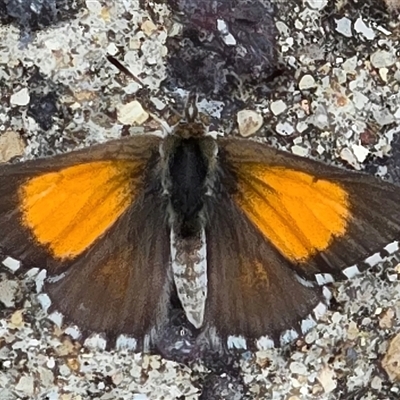 Lucia limbaria (Chequered Copper) at Melba, ACT - 26 Jan 2025 by kasiaaus